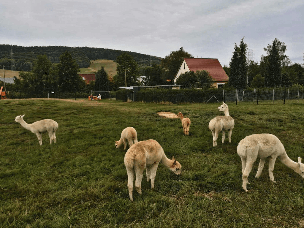 Entdecke den Charme des Alpakahofs Jüschke: Ein Campingparadies inmitten der Natur
