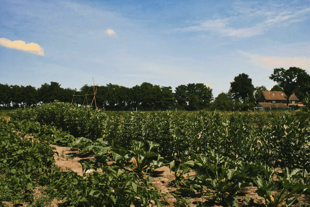 Feld auf Bauernhof im Sommer