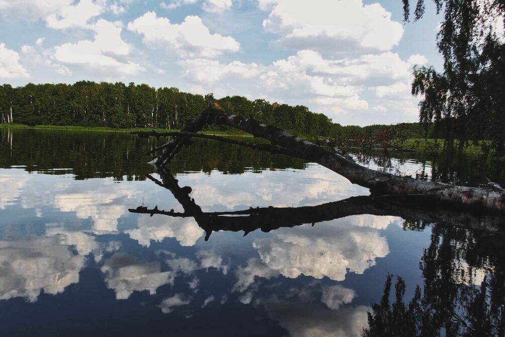 Naturbelassener See mit Baum