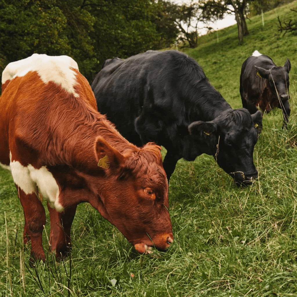 Drei Kühe auf Weide
