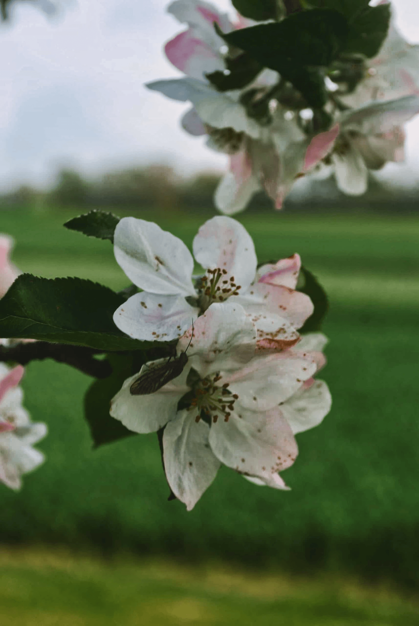 Nahaufnahme einer Blüte