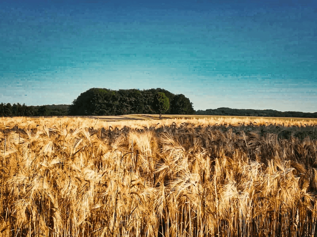 Getreidefeld im Sommer
