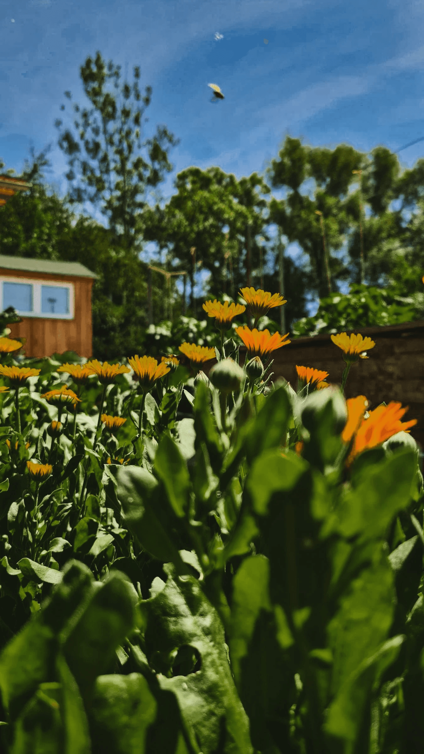 Garten mit Blumenwiese und Hütte 